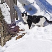 winter ultner hoefeweg bei train eben katze