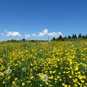 rodeneckeralm luesneralm blumenwiesen landschaft