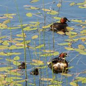 kueken zwergtaucher bei schwarzer see