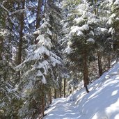 winter ultner hoefeweg im wald richtung st gertraud