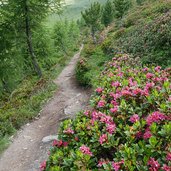 weg nr gitschberg alpenrosen