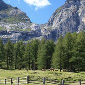 pferde bei goeflaner alm