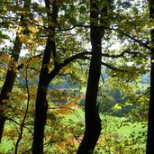 herbstfarben herbstwald