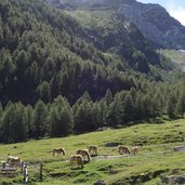 pferde bei goeflaner alm