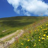 weg von zassleralm richtung weissenalm und klein gitsch