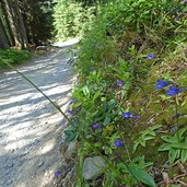 weg von gitschberg nach meransen alpenfettkraut