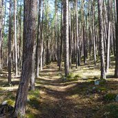 waldweg von raier moos nach natz