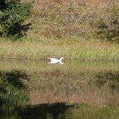 weisse gans im see schwarze lacke