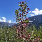 knospen befruchtungsbaum apfelanlage natz