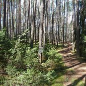 waldweg doeferrunde bei viums