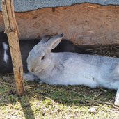 streichelzoo bei gasthaus jocher