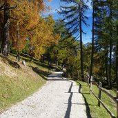 vigiljoch forstweg herbst