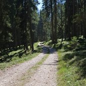 forstweg und wanderweg a und oberhalb von prags