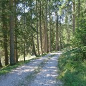 forstweg und wanderweg a und oberhalb von prags