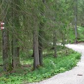 kreuzung weg moos rotwandwiesen forstweg waldpfad