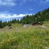 almwiesen am hirzer bei mahd alm