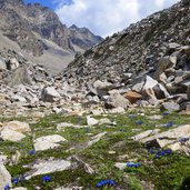 fruehlingsenzian am weg zum zayjoch