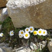 wucherblume am weg zum zayjoch