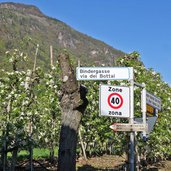 andrian bindergasse fruehling apfelbluete