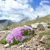 weg zum sarner weisshorn