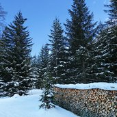 winterwald im pfitschertal