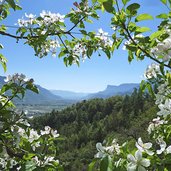 apfelblueten und talblick etschtal