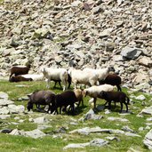 schafe am sarner weisshorn