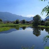 biotop alte etsch bei kurtinig biotopo vecchio adige