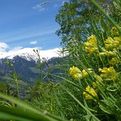 weg nach moerre schluessel blumen und schnee am jaufenkamm