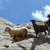 schafe auf felsen