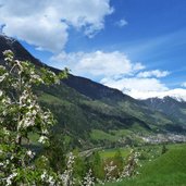 obstbluete am weg nach moerre passeiertal