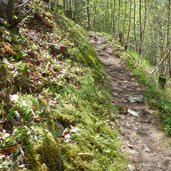 weg a moerre schweinsteg waldweg