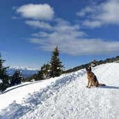 weg zur raschoetz huette winter rodeln rasciesa hund