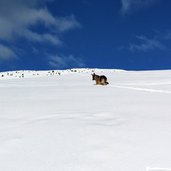 raschoetz winter hund schnee