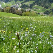 weg a moerre schweinsteg blumenwiesen bei stauden hoefe darunter quellenhof