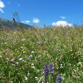 blumen malser heide