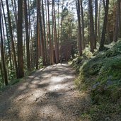 weg im wald oberhalb von gravetsch