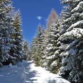 avignatal winter neuschnee auf baeumen