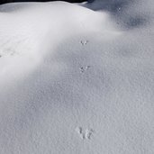 tierspuren im schnee eichhoernchen
