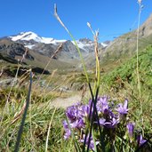 herbstenzian im martelltal dahinter cevedale