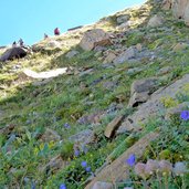 aufstieg zur marteller huette glockenblumen