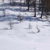 laerchen schatten winter