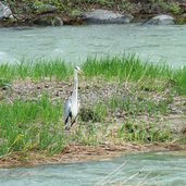 graureiher eisackinsel brixen