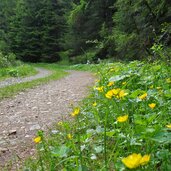 brenner forstweg flatschjoch richtung zirogalm enzianhuette