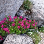 alpenrosen am weg