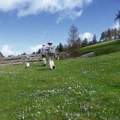 fruehling laerchen wiesen am weg richtung moeltner kaser krokus wanderer hund