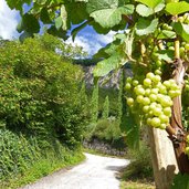 weinlehrpfad bei margreid