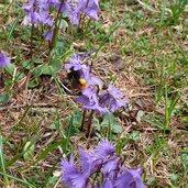 soldanellen bei moeltner joch hummel