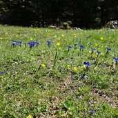 tillbergalm wiesen fruehling