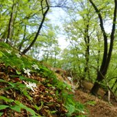 fruehlingswald am mendelsteig windroeschen